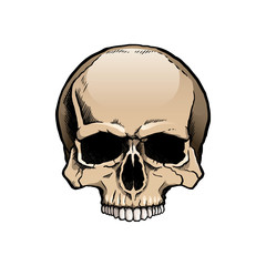 Black and white human skull without a lower jaw.