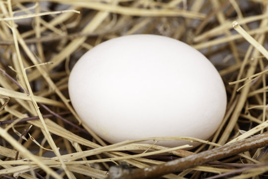 huevo en su nido
