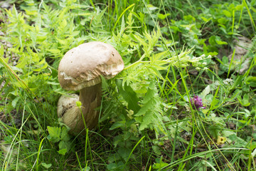 Boletus mushroom in the forest