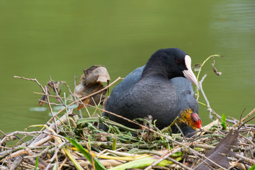 Eurasian coot with young coot