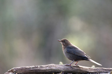 Female common blackbird