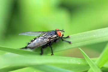 Fly Bluebottle in big detail in the Nature