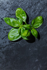 fresh basil