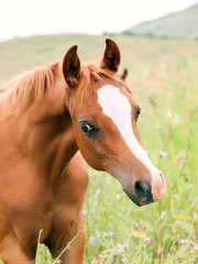 Fototapeta na wymiar portrait of sorrel arabian foal in the meadow