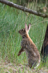 Standing hare in dunes