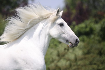 Fototapeta premium Biały koń z falującą grzywą