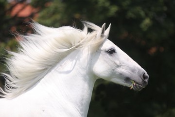 Fototapeta na wymiar Portret białego konia w ruchu