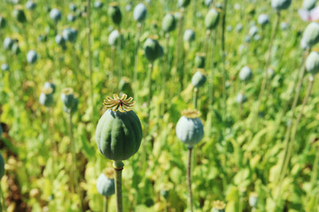 Detail of unripe white Poppyhead