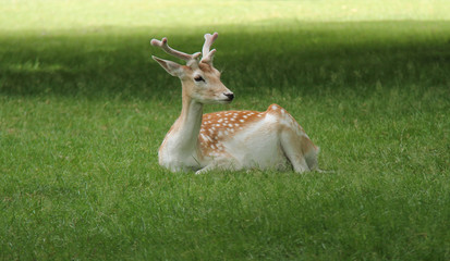 A Fallow Deer Resting in a Grass Meadow.