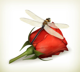 Dragonfly and rose