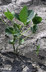 Close-up of individual soybean plants.