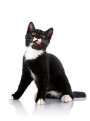 Black and white small kitten sits.