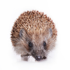 Hedgehog