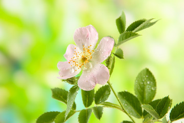 Obraz na płótnie Canvas Hip rose flower on green background