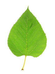 Fototapeta premium Beautiful green leaf isolated on white
