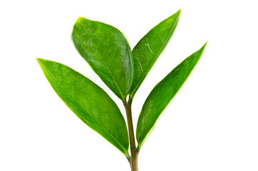 Obraz premium leaf