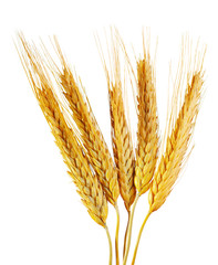 Wheat ears