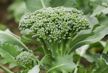 Broccoli head of cabbage