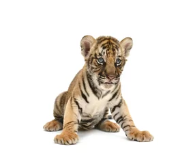 Stickers pour porte Tigre bébé tigre du Bengale