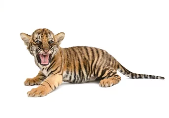 Papier Peint photo Tigre bébé tigre du Bengale