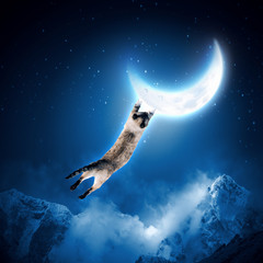Obraz na płótnie Canvas Kot połowu księżyc