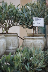 Petit olivier en pot