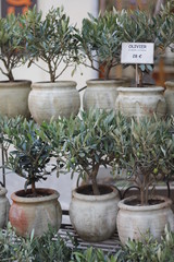 Etal de Pot d'olivier en vente
