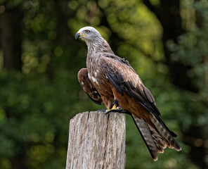 Milvus migrans - Milan noir - Black Kite