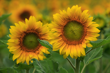 Fototapeta premium Sonnenblumen (Paar im Feld)