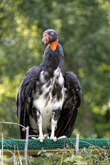 Sarcoramphus papa - King Vulture - Vautour Pape