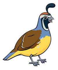 Cartoon California Quail