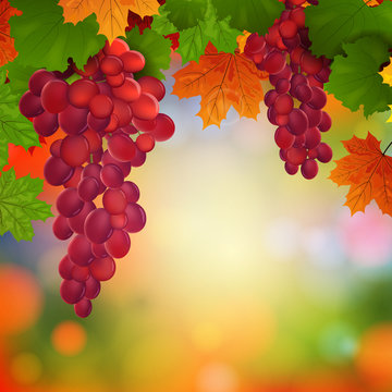 Vector Illustration of Wine Grapes with Leaves