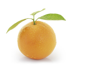 Orange fruit