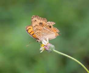 Fototapeta premium Junonia orithya butterfly on flower