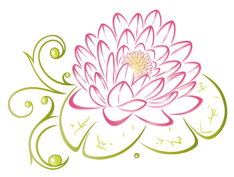 Lotusblüte, Lotusblume, Lotus, Seerose