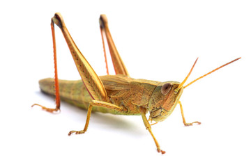 Grasshopper isolated on white