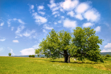 Mulberry tree in green field