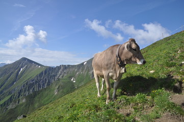 Fototapeta na wymiar Kuh im Gebirge