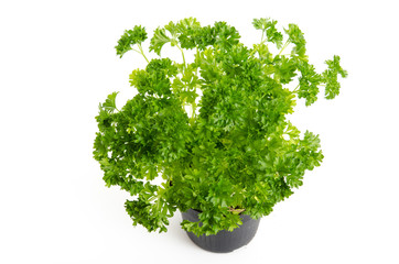 Obraz premium Petersilie im Blumentopf