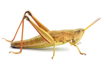 Grasshopper isolated on white