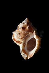 sea shell isolated on black