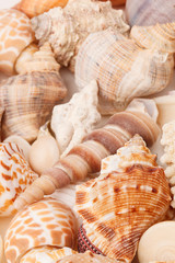 sea shells background