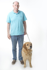 Guide dog isolated on white