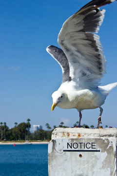Gull notice
