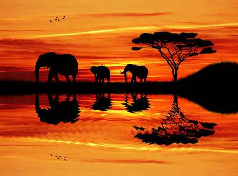 Fototapeta Fototapeta Słonie przy wodopoju na sawannie o zachodzie słońca XXL