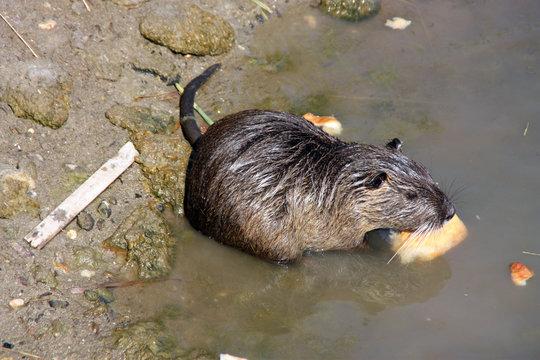 NUTRIA