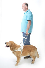 Guide dog isolated on white