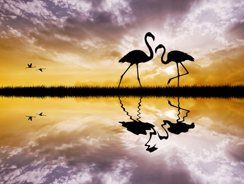 Fototapeta Pink flamingos in love
