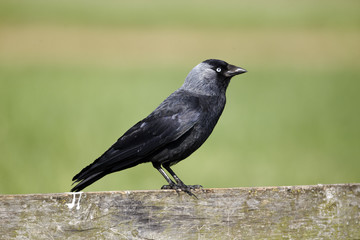 Obraz premium Jackdaw, Corvus monedula