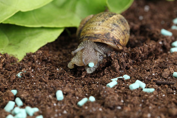 granulés anti limace et escargots